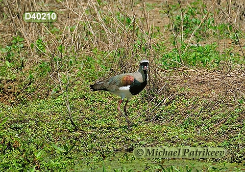 Southern Lapwing (Vanellus chilensis)